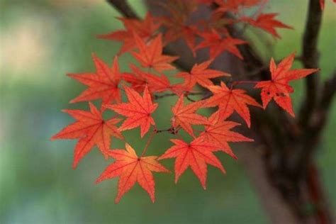 枫树 风水|枫树风水：旺宅首选的吉祥之树